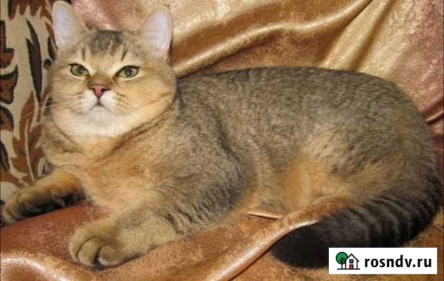 Шотландский кот вязка Брянск - изображение 1