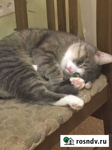 Кот на вязку Волгоград - изображение 1