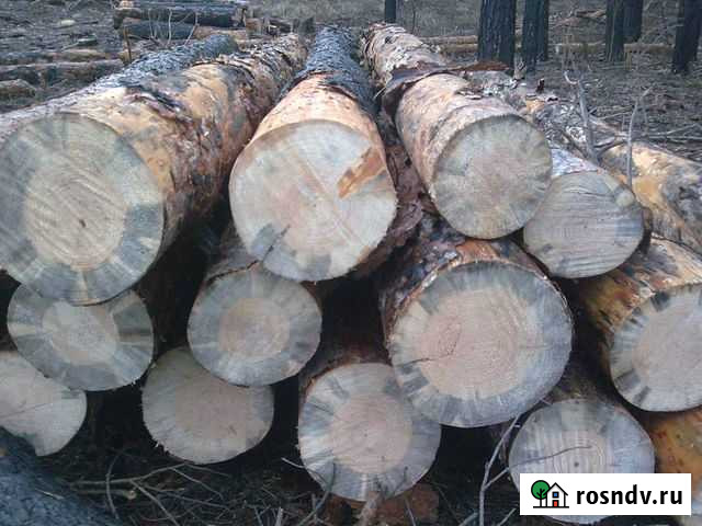 Кругляк сухостой Звенигово - изображение 1