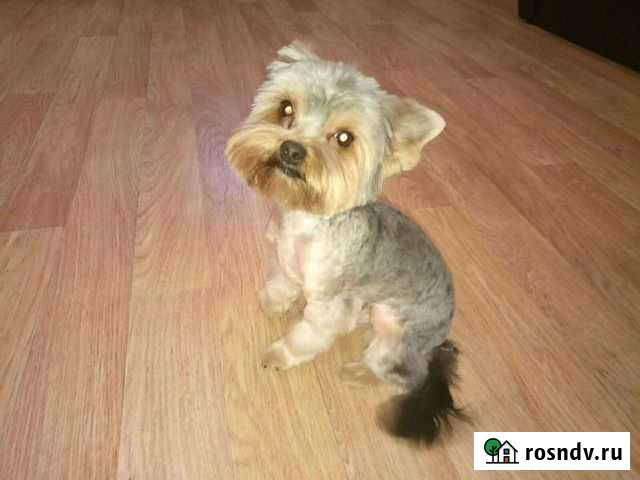 Стрижка кошек и собак. Груминг Иваново - изображение 1