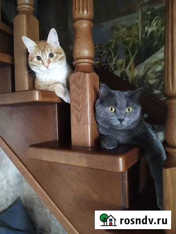 Передержка Новый Уренгой - изображение 1