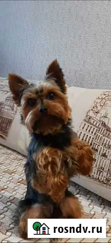 Йоркширский терьер вязка Белогорск - изображение 1