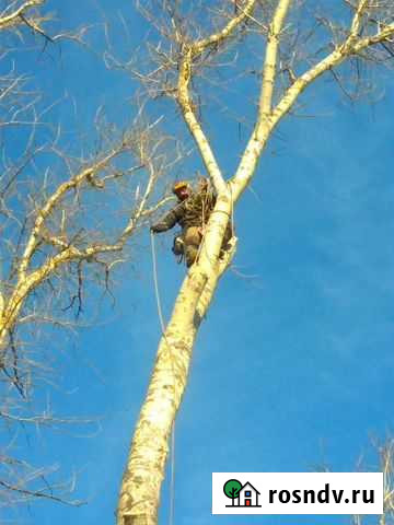 Спил,кронирование деревьев любой сложности Киржач - изображение 1