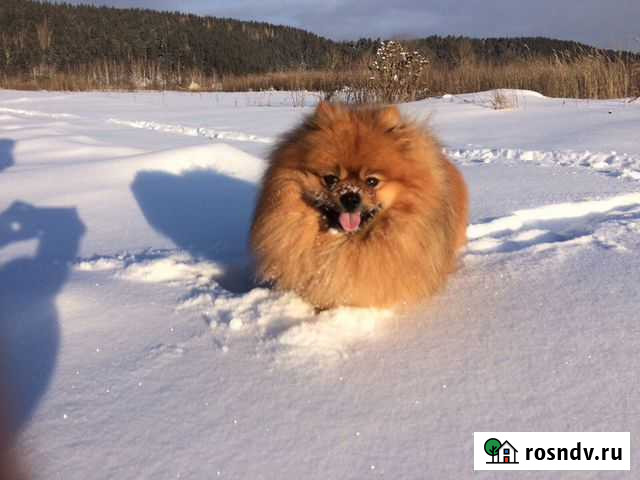 Выгул собак Тверь - изображение 1