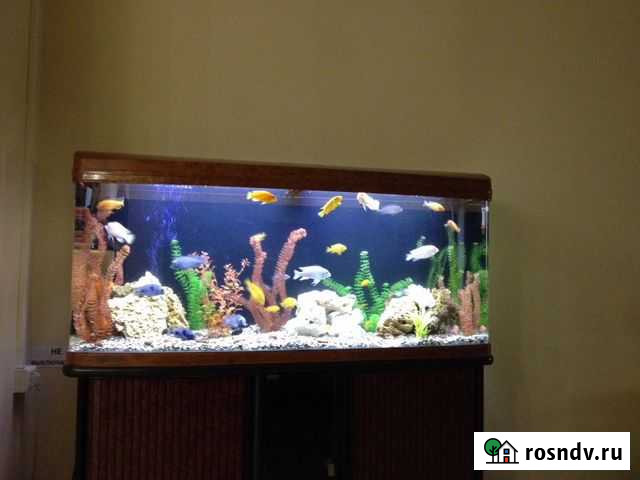 Обслуживание (чистка) аквариумов Новосибирск - изображение 1