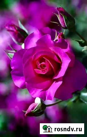 Бальзамирование Рязань - изображение 1