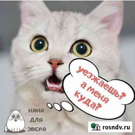Передержка котиков Шадринск
