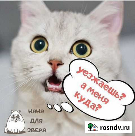 Передержка котиков Шадринск - изображение 1