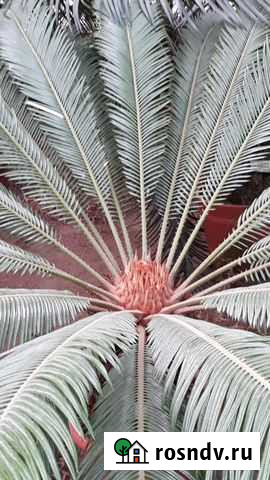 Сиделка Камышин - изображение 1