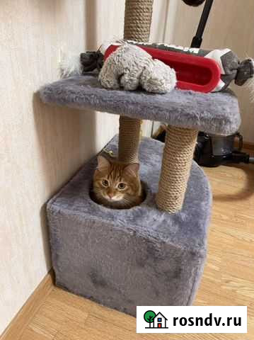 Передержка животных, зооняня, догситтер Мурино - изображение 1