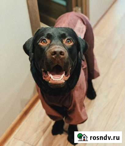 Вязка лабрадор Красноярск - изображение 1