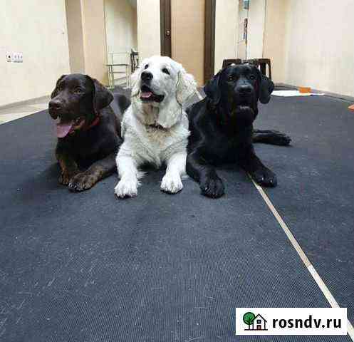 Услуги для ваших питомцев Новокузнецк