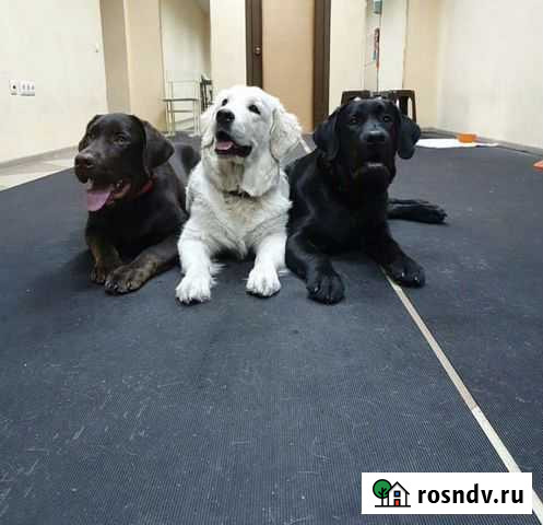 Услуги для ваших питомцев Новокузнецк - изображение 1