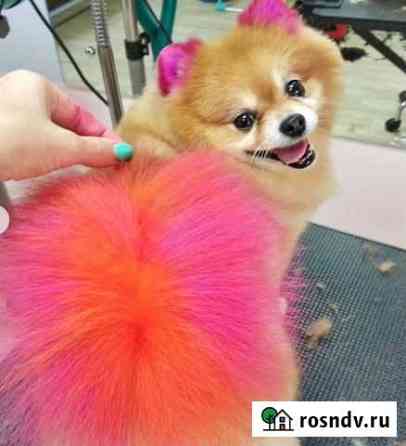 Стрижка собак и кошек. Зоосалон DogClass Хабаровск