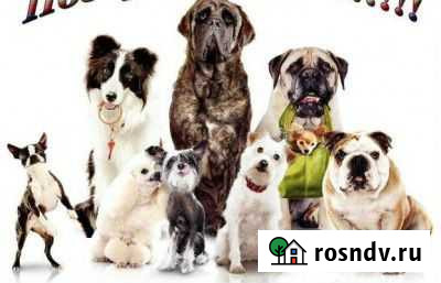 Гостиница для собак Екатеринбург - изображение 1