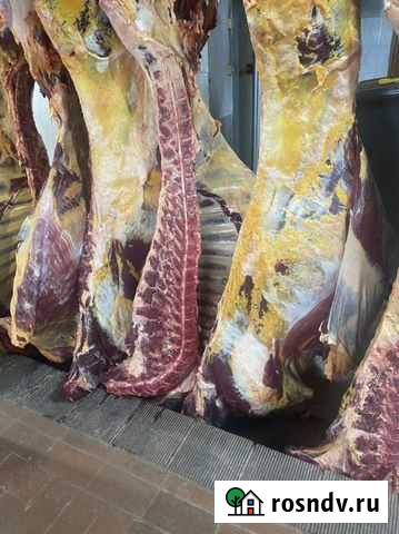 Убойный цех, закупка скота Капустин Яр - изображение 1