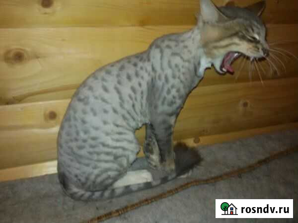 Стрижка, кастрация Набережные Челны - изображение 1