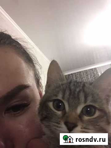 Выгулять собаку Уфа - изображение 1