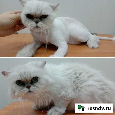 Стрижка кошек Челябинск - изображение 1
