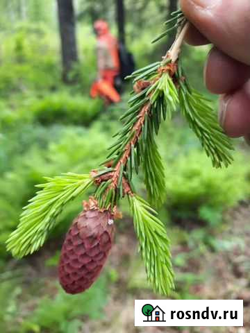 Лес на корню.делянка Старица - изображение 1