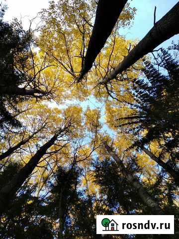 Роспись стен, репетитор по рисованию Янино-1 - изображение 1