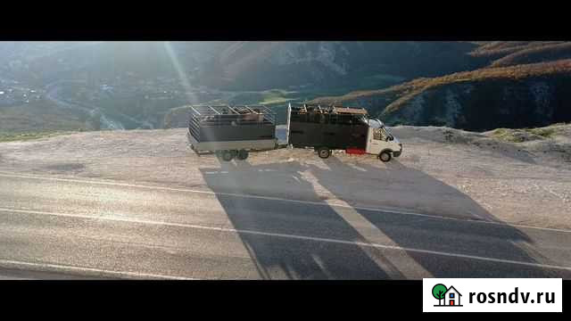 Перевозка животных по россии зоотакси Леваши - изображение 1