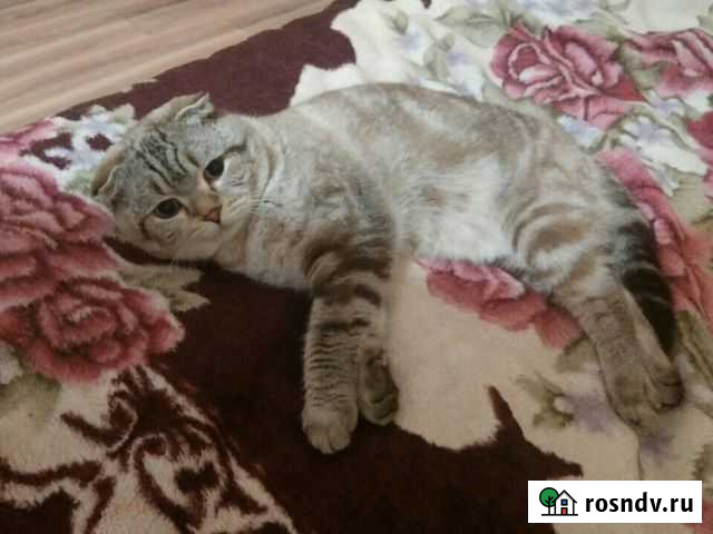 Вязка с котом Ульяновск - изображение 1