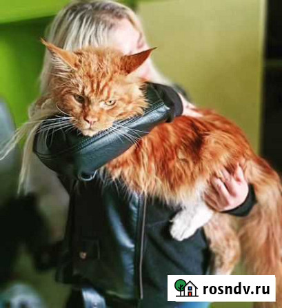 Мейн-кун вязка Липецк - изображение 1