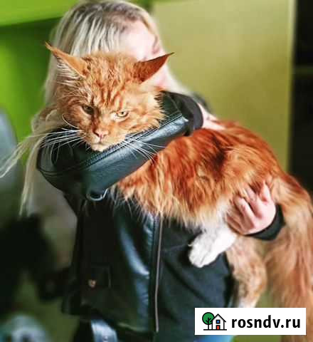 Мейн-кун вязка Липецк - изображение 1