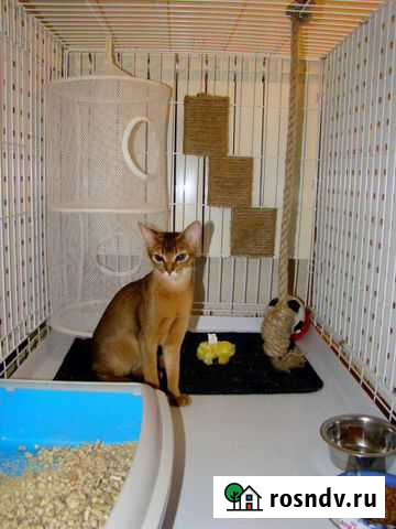 Передержка животных Воркута - изображение 1