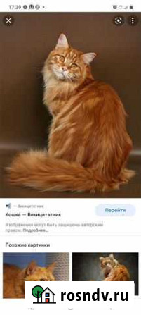 Присмотр за животными Воркута - изображение 1