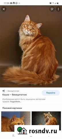 Присмотр за животными Воркута - изображение 1