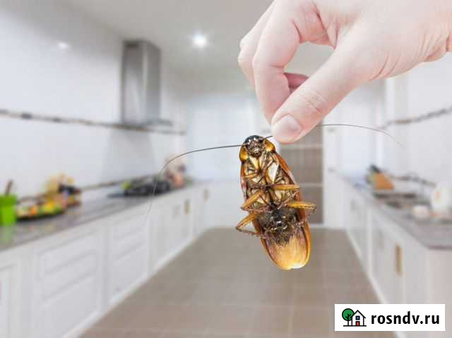 Уничтожение клопов тараканов грызунов Борисоглебск - изображение 1