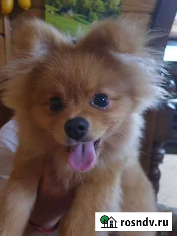 Вязка померанский шпиц Реутов - изображение 1