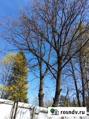 Продам Дуб Лесколово - изображение 1