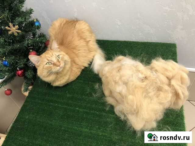 Груминг Мурино - изображение 1