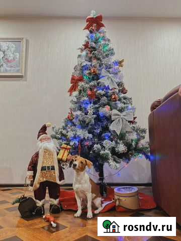 Парсон-Рассел-Терьер Вязка Люберцы - изображение 1