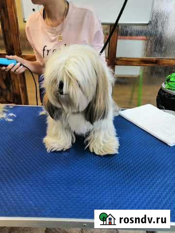 Стрижка декоративных собак Комсомольск-на-Амуре - изображение 1