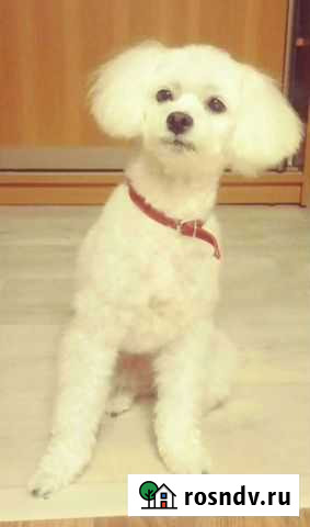 Передержка животных Ижевск - изображение 1