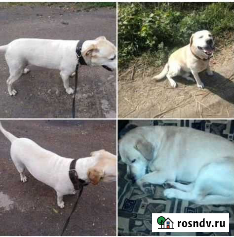 Стрижка животных Кимовск - изображение 1