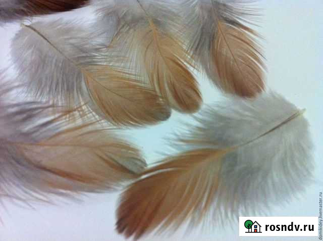 Салон сухой чистки Семикаракорск - изображение 1