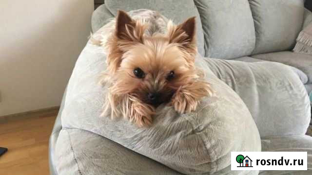 Догситтер в Новоуральске Новоуральск - изображение 1