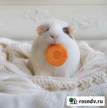 Передержка грызунов Оренбург - изображение 1