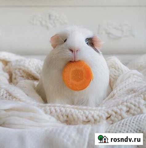 Передержка грызунов Оренбург - изображение 1