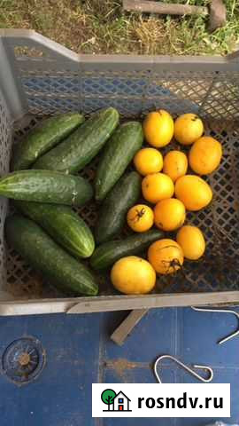 Вывозим Пищeвые oтходы для личного подcобнoго xозя Людиново - изображение 1