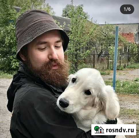 Воспитание и дрессировка собак inst:uncle.vania Калининград - изображение 1