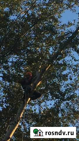 Спил деревьев ювелирно Красноярск - изображение 1