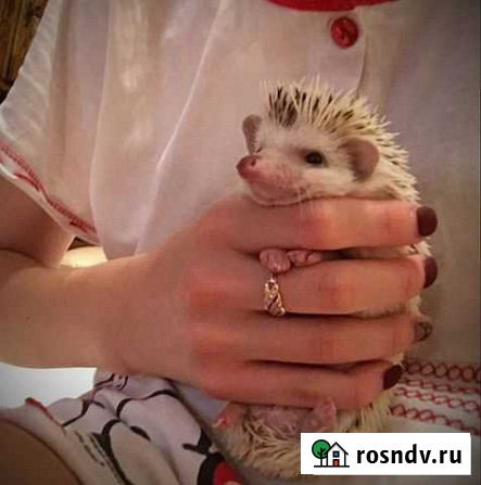 Передержка животных (всё в описании) Тюмень - изображение 1