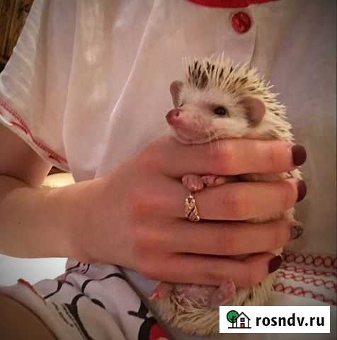 Передержка животных (всё в описании) Тюмень - изображение 1