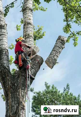 Спил деревьев любой сложности и высоты Чебоксары - изображение 1